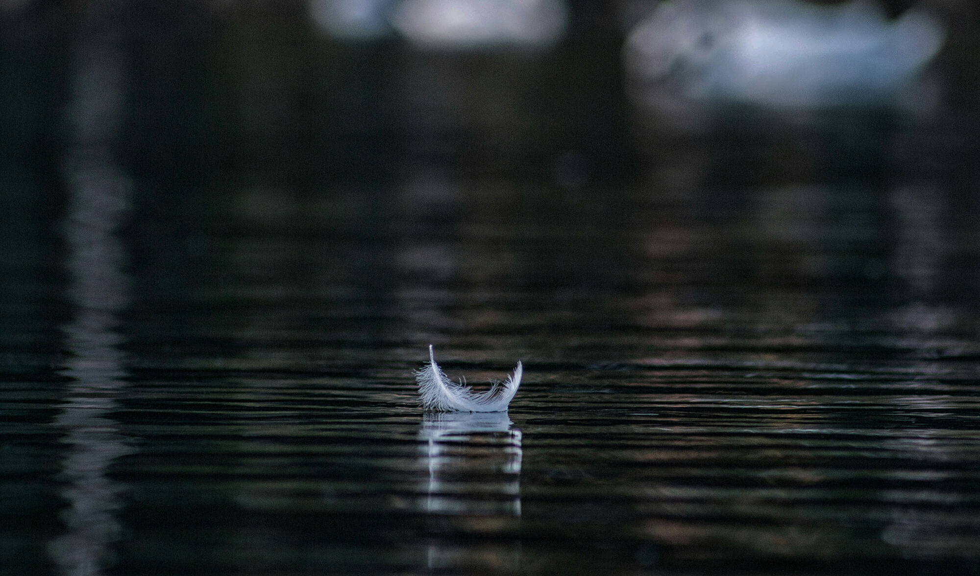 Feather floating on water, capturing pure stillness