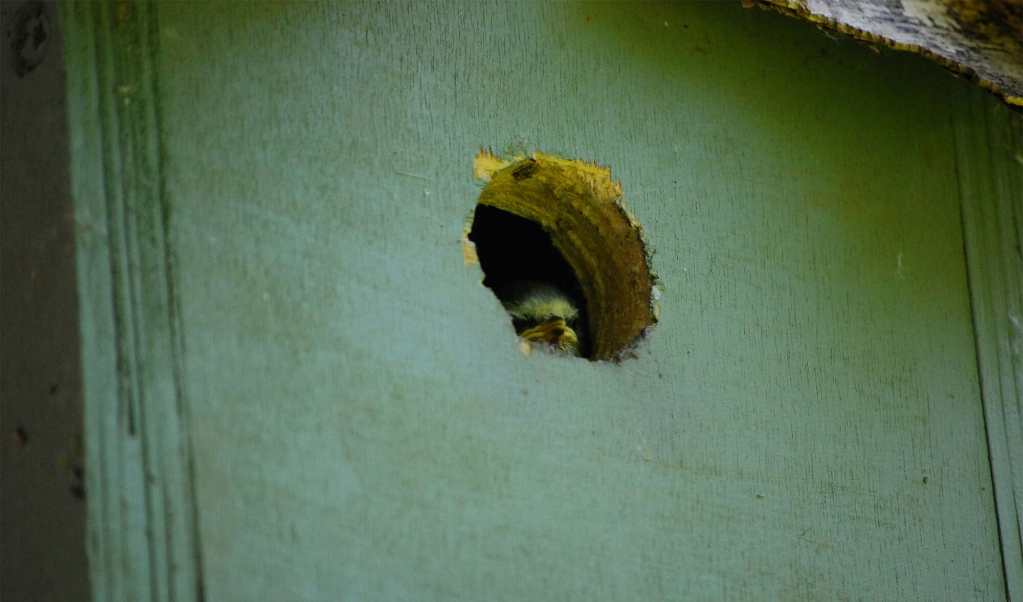 Baby bird peeking out of a nest box hole, ready for its new life outside the nest